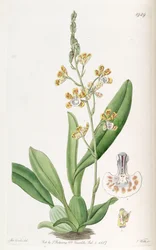 Solenidium lunatum（syn。Oncidium lunatumとして）
